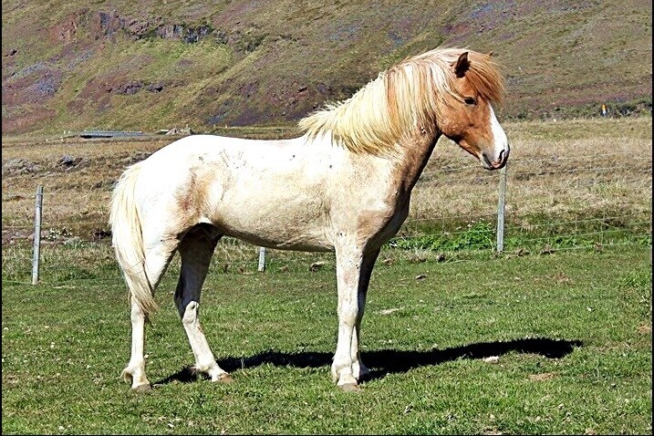 Icelandic Horse Stallions — Icelandic Horse Congress